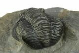 Diademaproetus Trilobite Fossil - Morocco #249892-4